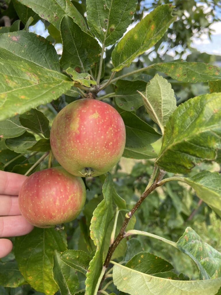 Hein Apple Stand Honey Crisp 1 - Explore La Crescent